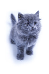 Little gray kitten playing