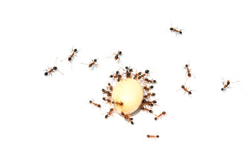 Ants moving food together