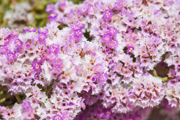Obraz premium Limonium papillatum
