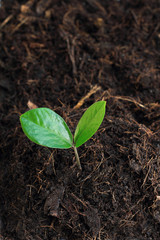 Young Plant