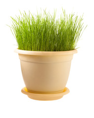 Grass in pot