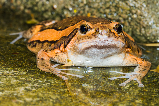 Asian painted frog