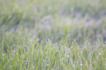 Grass and dew