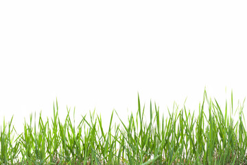Fototapeta premium Grass on white background