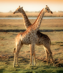 Two beautiful giraffes in Africa