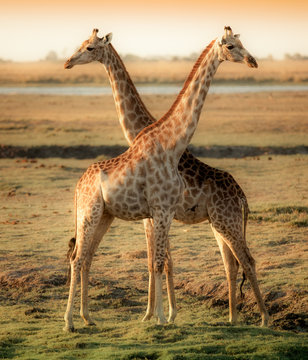 Fototapeta Two beautiful giraffes in Africa