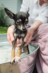 Washing Chihuahua Dog in a Metal Tub Outdoors