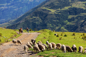 Sheeps in Bolivia