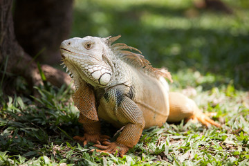 National park of Indonesia. Lizard
