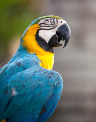 Parrot
