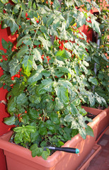 tomato plant cultivated in terraces in a large Brown vase