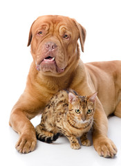 Dogue de Bordeaux (French mastiff) and leopard cat.isolated