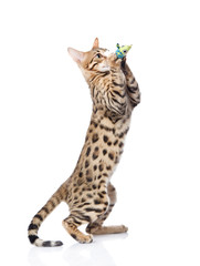 playful funny kitten isolated on white background