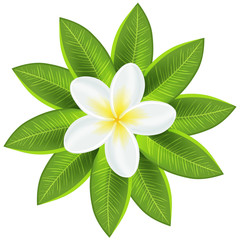 Beautiful white tropical flower © Hanna