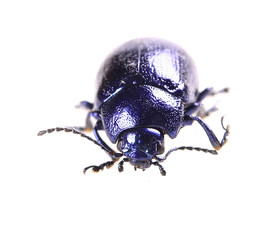 beautiful metallic blue beetle ,Beetle Agelastica alni.