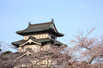 Hirosaki castle and cherry blossoms