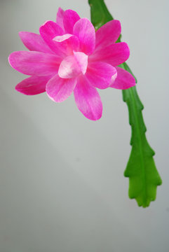 Epiphyllum ackermannii pink