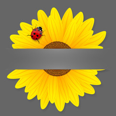 Sunflower and ladybird on grey background.
