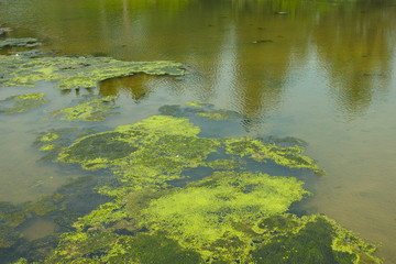 algae in pond