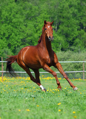 Beautiful Horse gallops