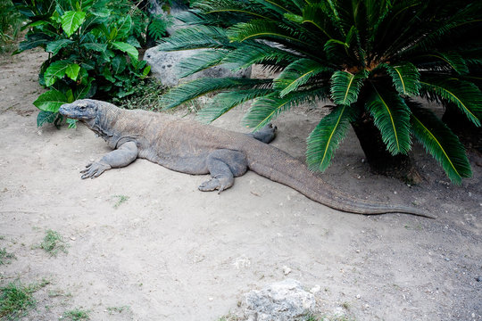 Komodo dragon