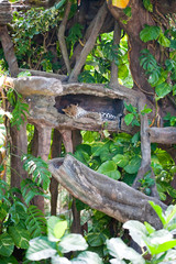 cheetah in the forest 