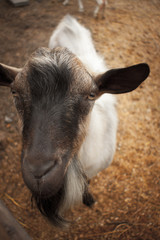 funny goat looking to  camera
