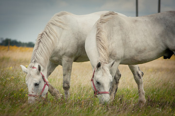 Obraz premium Two horses grazing in field