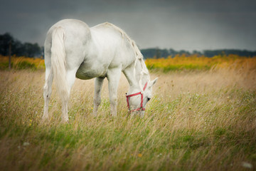 Horse out at grass
