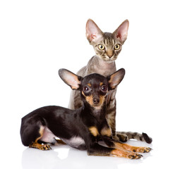 devon rex cat and toy-terrier puppy together. isolated