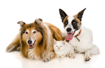 two adult dogs and tiny kitten. isolated on white background