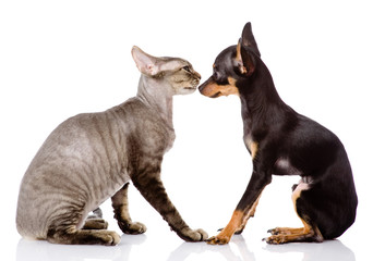 dog kissing a cat. isolated on white background