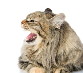 Frightened kitten lying in front. Isolated on white background.