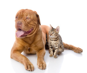 French mastiff and Bengal cat looking away. isolated on white 
