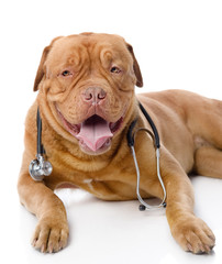Dogue de Bordeaux with a stethoscope on his neck. isolated