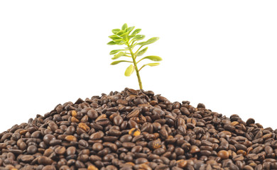 Green plant growing from the coffee beans