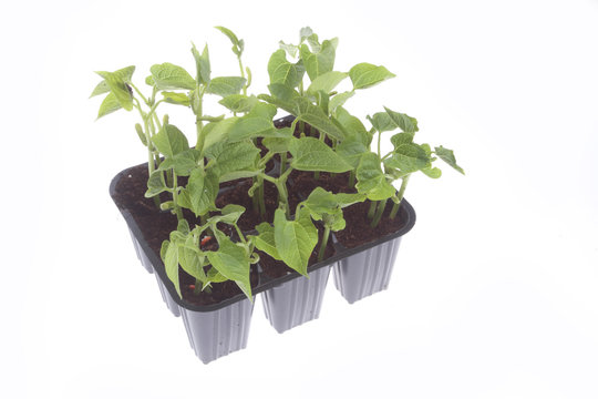 piantine di fagiolino per orto