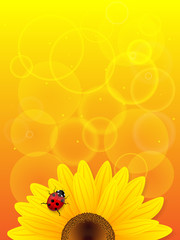 Sunflower and ladybird on yellow background.