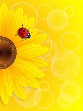 Sunflower and ladybird on yellow background.