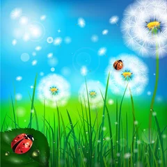 Foto op Plexiglas lieveheersbeestje en gras © peshkova