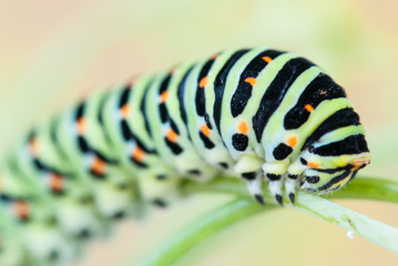 Old World Swallowtail or common yellow swallowtail