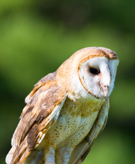 Barn owl