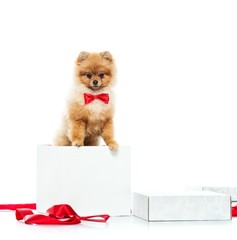 Little funny spitz with bow tie inside gift box