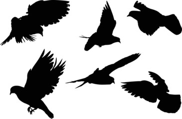 six dove silhouettes isolated on white