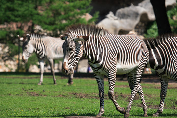 Zebras