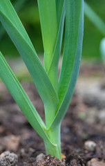 Obraz premium growing leek