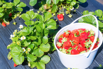 A small bucket of strawberry berries on a bed next to the fruit-