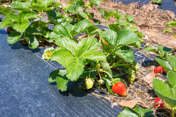 Ripened strawberries in the garden