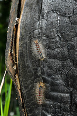 caterpillar on tree
