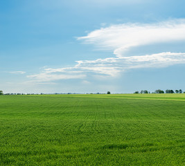 green field and blue sky